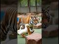 Aku Punya Kucing #shortvideo #comedy #shorts #shortsviral