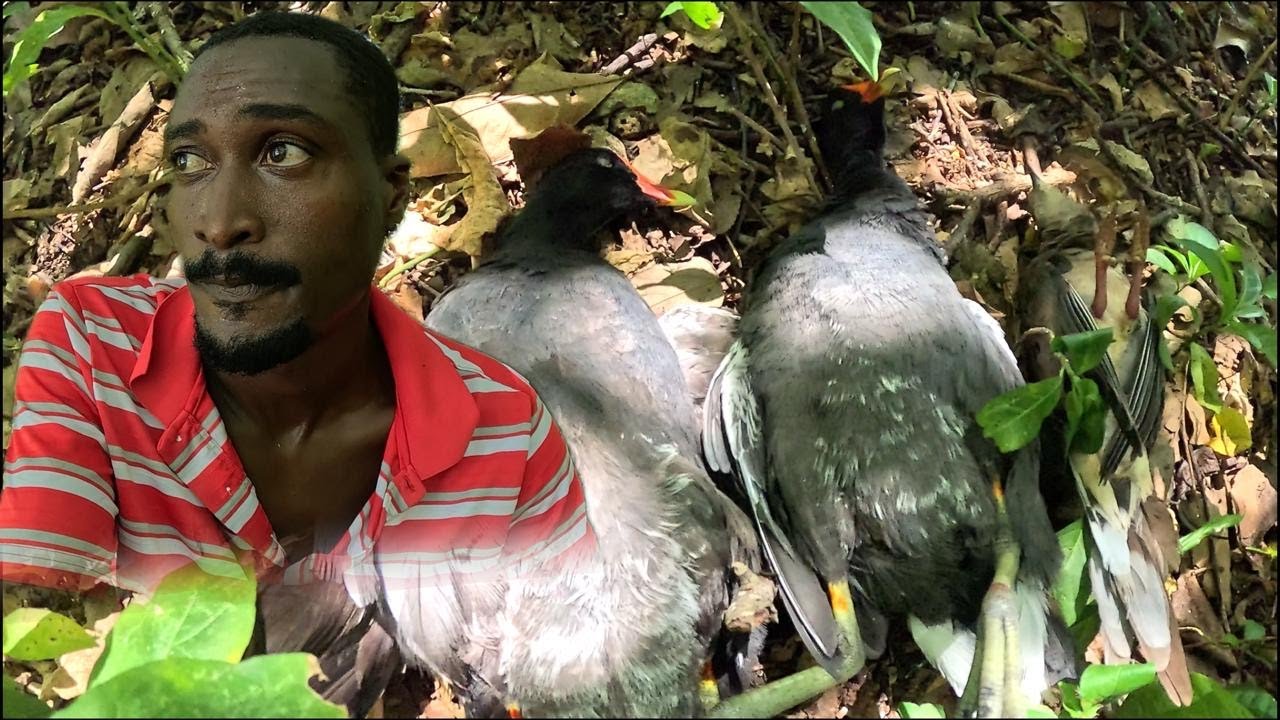 Вот как охотятся на диких уток на Ямайке: ловят и готовят.