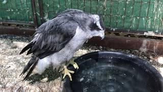 West Nile Virus Almost Kills Falconry Goshawk by Trevor Jahangard 6,672 views 4 years ago 4 minutes, 6 seconds