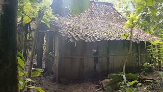 Awas Apem Tembem No Sensor❗️Jangan tonton kehidupan pedesaan terpencil dipedalaman hutan jawa tengah