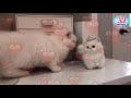 「絶対に笑う」あり得ないことをする犬★おもしろい犬のハプニング, 失敗画像集 #24