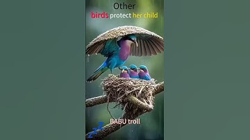 Other birds protect her child #animals #birds #meme #shorts