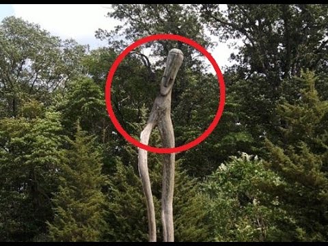 Vídeo: El Estadounidense Filmó Enormes Criaturas Peludas En El Bosque - Vista Alternativa