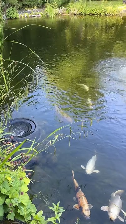 Der Garten in der Sommersonne life viral Shorts Paradise Live 