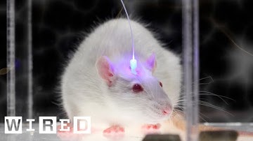 Optogenetics and Enhancing Brain Functions-A World Economic Forum Discussion-Ideas @Davos-WIRED