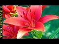 14 Plantas Con Flores Rojas muy hermosas
