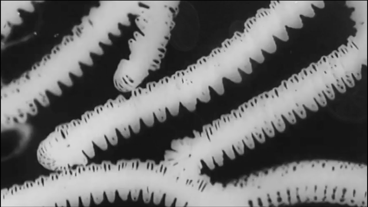 Plot Noir - Worm's Ballad