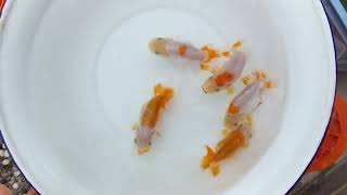 DSCF0054