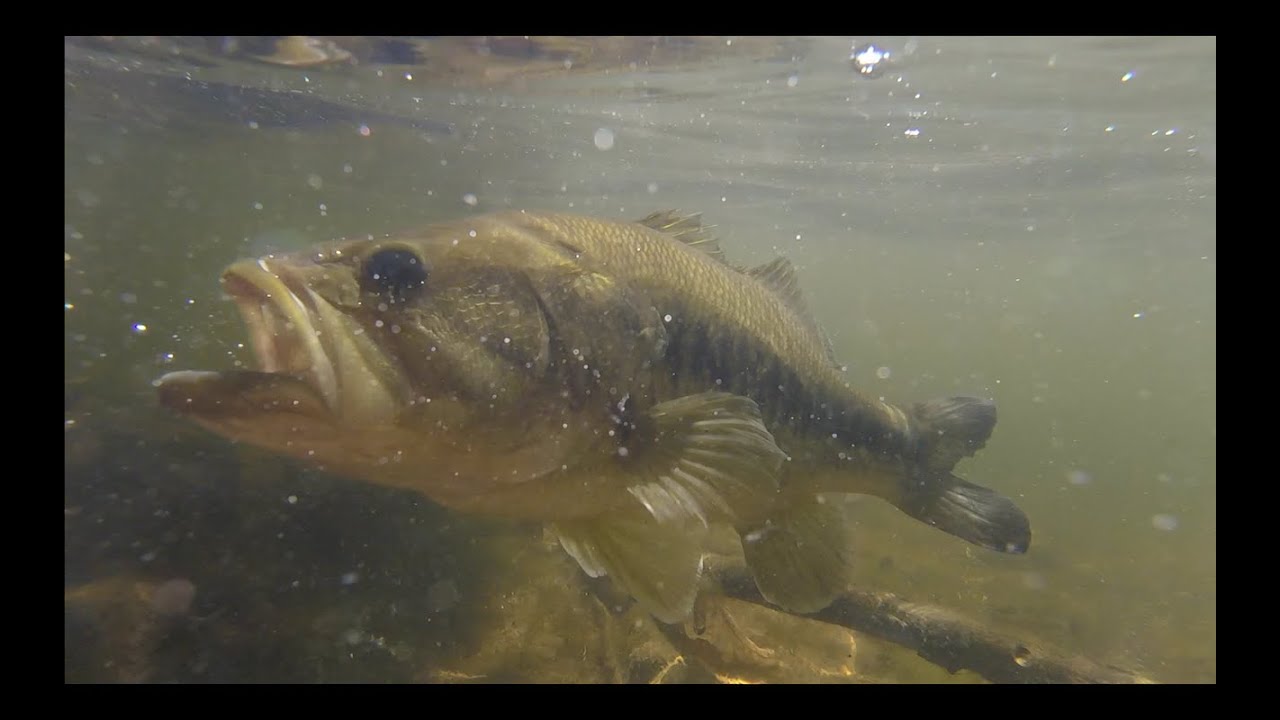 Kayak Bass Fishing Splitrock Reservoir YouTube