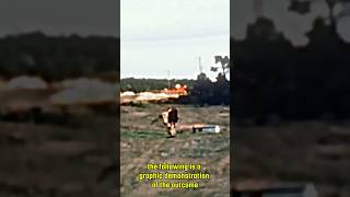 That Time a Nuke Was Tested on a Cow