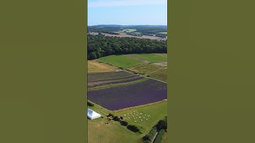 Thumbnail of Lordington Lavender Fields #short
