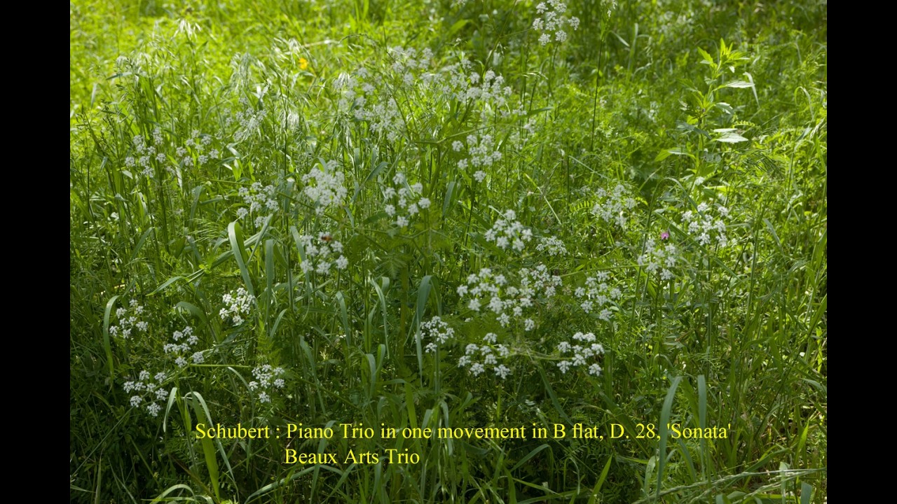 Schubert : Piano Trio in B flat, D. 28, 'Sonata'