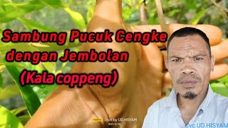 Sambung Pucuk Cengke dengan Jembolan (Kala coppeng)