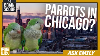 Botflies, Chicago Parakeets, and the Smallest Collection | Ask Emily