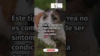 ¿Por qué la diarrea negra en perros es una señal de alerta inmediata?