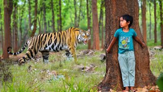 Tiger attack man in the forest, Royal bengal tiger attack.