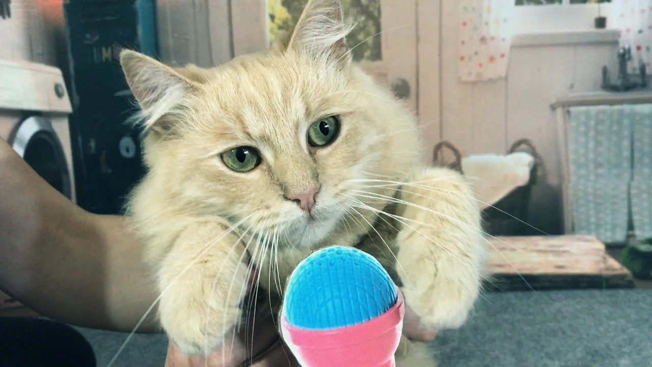 my-favorite-cat-little-kitten-pet-care-diy-youtube