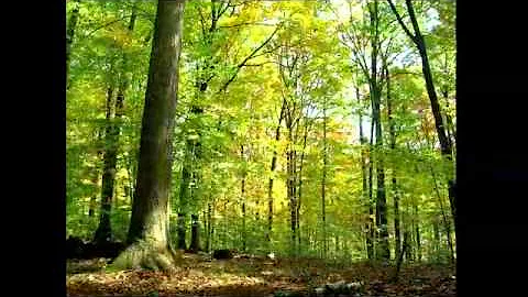 Un bosque durante 15 meses en 3 minutos.(By Samuel...