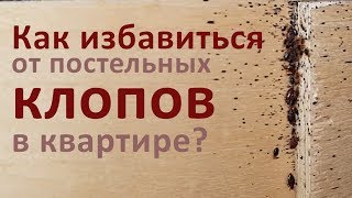 видео Клопы постельные: как вывести паразитов? С чего начать выведение клопов?