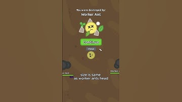 How big is the flower in Florr.io (IRL) #florr #florrio