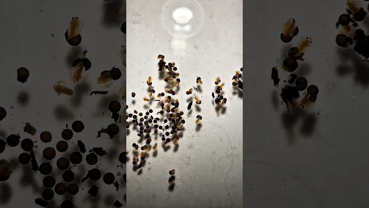 How to hatch fairy shrimp eggs (Eubranchipus)