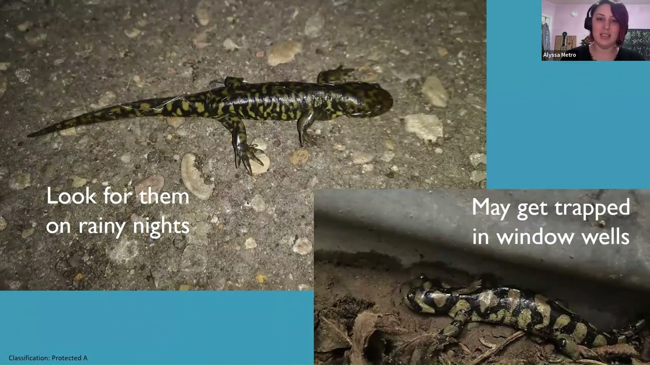 Amazing Amphibians & Riveting Reptiles