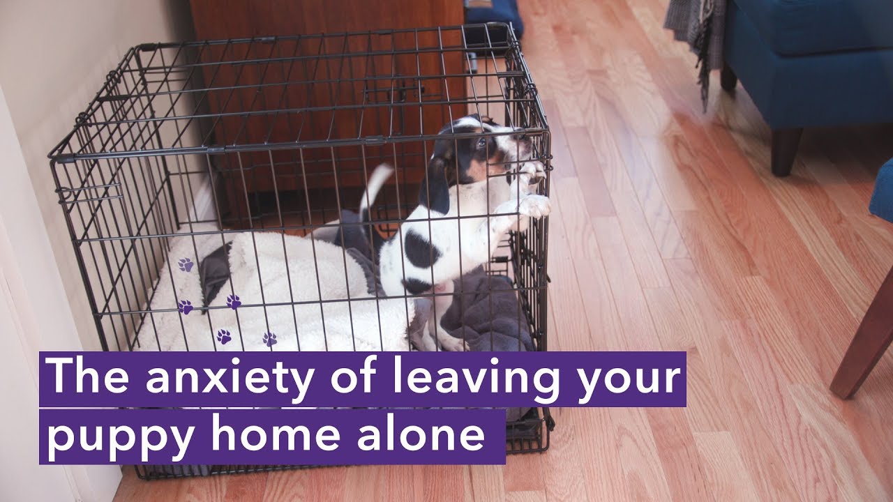 leaving puppy alone in crate for first time