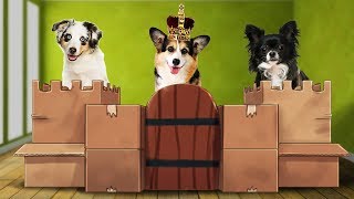 Dog Only Box Fort Challenge! (Making a Cardboard Dog House)