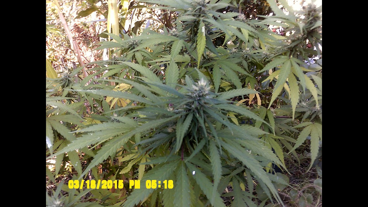 El uruguay de Justino capitulo 19 conservas.