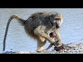 Baboons Crossing the Sabi River