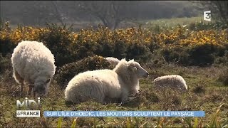 Sur l'île d'Hoëdic, un élevage de moutons insulaires