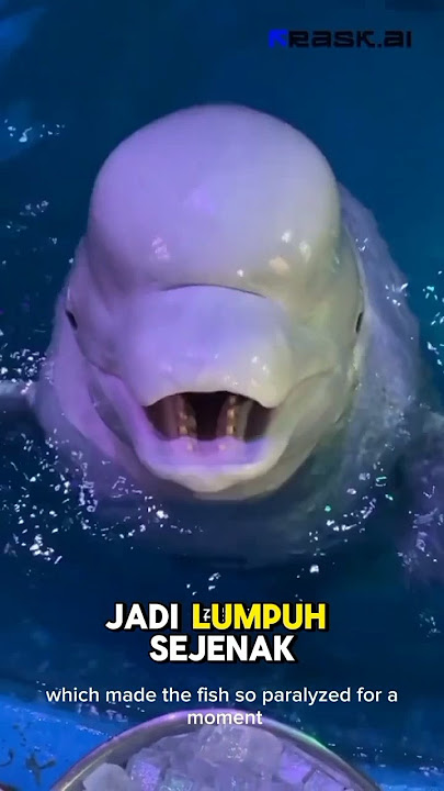 CUTE ANIMALS BUT THEY HAVE A LOT OF DARK SIDES‼️#trending #viral #uniquefacts #tiktok #dolphin #s...