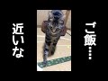 ご飯の気配を察知するおしゃべり猫。
