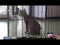 Johnson Siding firefighters have some advice for a cat stuck in a tree: Trust the cat