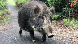 A huge and friendly boar.