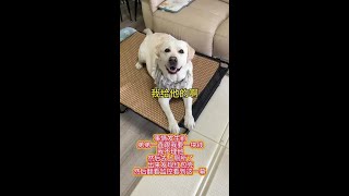拉宝：给弟弟的，你别想拿走！！#哈哈哈哈哈哈我要笑死了  #是宠物更是家人 #狗狗能有什么坏心思