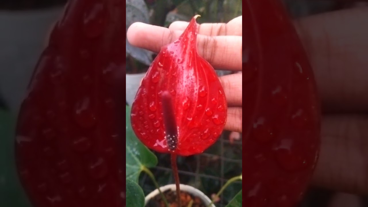 මෙච්චර ලිවියම් සීඩ් ගොඩක්....?😱 🧡    පැකේජ් අංක 649 අමතන්න 076 4051703 