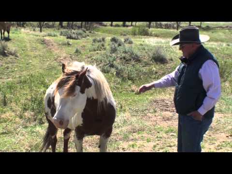 BHWHS Sponsor Mustang, Painted Desert