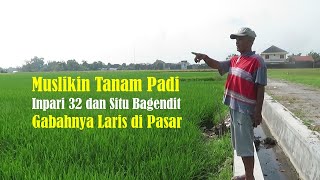 Download Lagu Gabahnya Laris di Pasar, Muslikin Menanam Padi Inpari 32 dan Situ Bagendit MP3