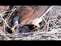 #Ep36 Mother myna birds Love to raise in the nest [ Review Bird Nest ]