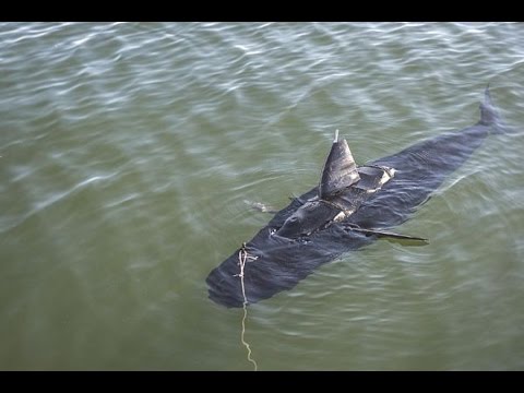U.S. Navy testing underwater fish robot called GhostSwimmer
