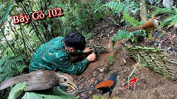 Thử Thách Bẫy Chim Chỉ Bằng 1 Con Dao Cực Chất | Dân Tộc Tây Bắc Tv