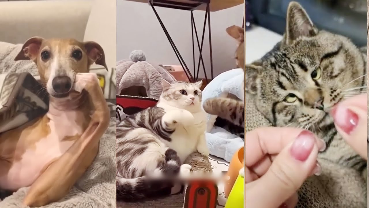 Cute Pets Being Silly 😹 Funniest Cats & Dogs Moments Ever!Part 37| Can ...