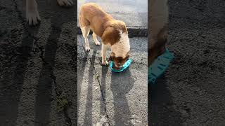 Sokaktaki Köpekçiklerimden Karınlarını Doyurmaca