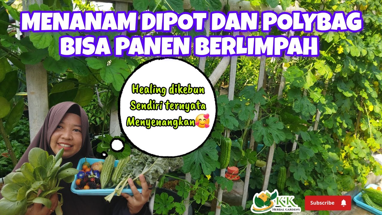 MENANAM DIPOT DAN POLYBAG BISA PANEN BERLIMPAH, PANEN DIKEBUN @kkherbalgardens
