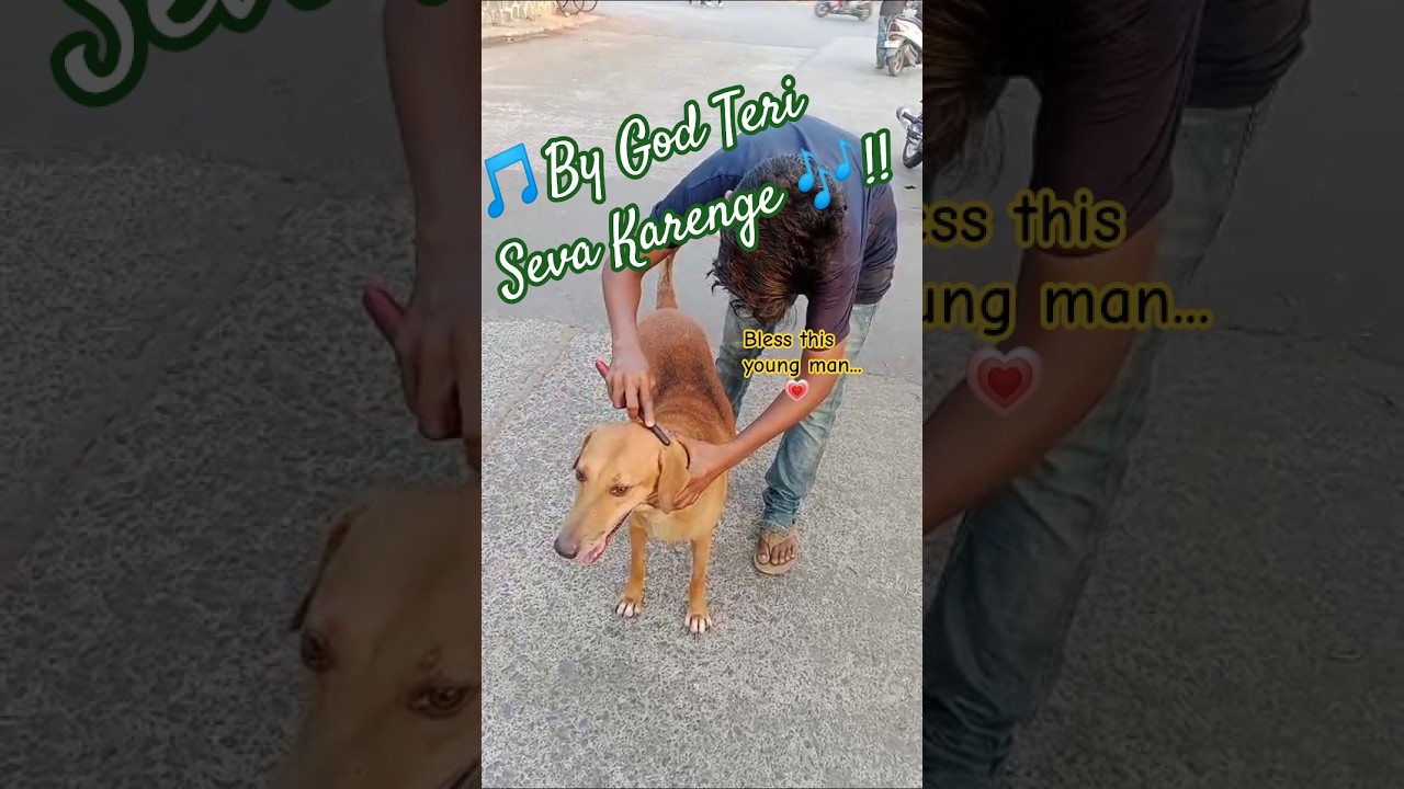Assista a Healing with heart❤️Young Man Treats Tick-Affected Street Dog@Rabodi #ytshorts #shorts #mkclr9112 no YouTube Assista a Healing with heart❤️Young Man Treats Tick-Affected Street Dog@Rabodi #ytshorts #shorts #mkclr9112 no YouTube