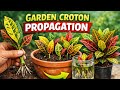 🌿 Garden Croton Propagation | Easy Cutting Method at Home#GardenCroton#CrotonPlant#CrotonPropagation