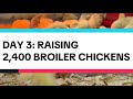 Day 3: Raising 2,400 Broiler Chickens