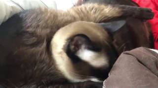 СЕМЬЯ =^..^= СИАМСКИЕ КОШКИ СЕМЬЯ =^..^= СИАМСКИЕ КОШКИ