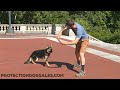 Who Doesn't Like Tricks? "Zannie" 1 Yr Kind Compliant Willing Elite Family Personal Protection Dog